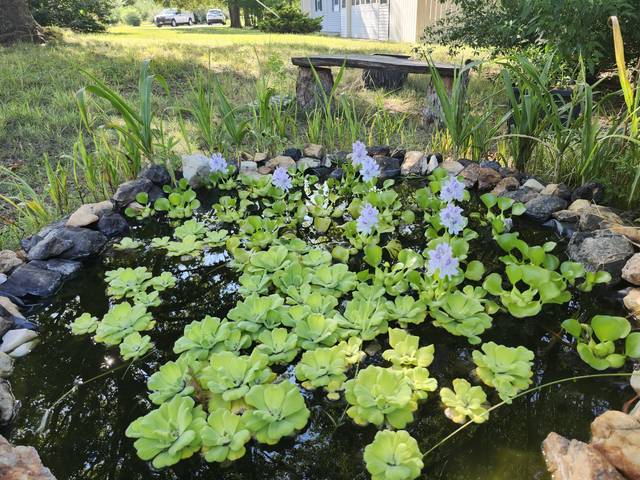 Lily pond used by the bees and wild birds
