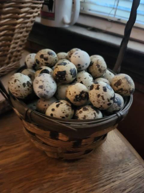 Speckled quail eggs