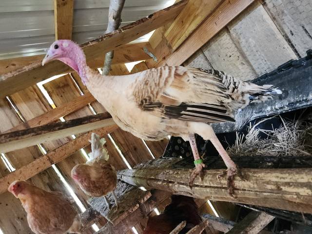 A turkey hen up on the rail