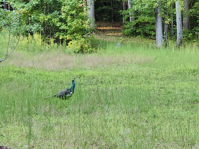 A peacock out on the field