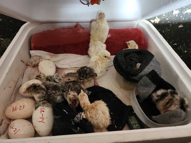 Hatch day
