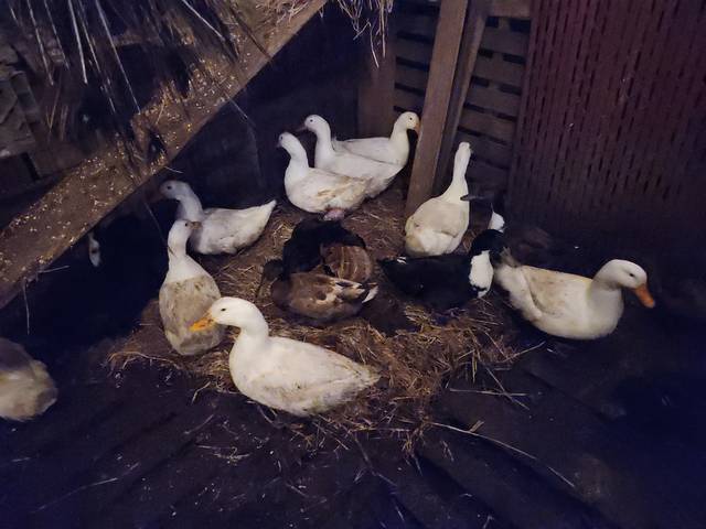 Ducks bedded down in the coop