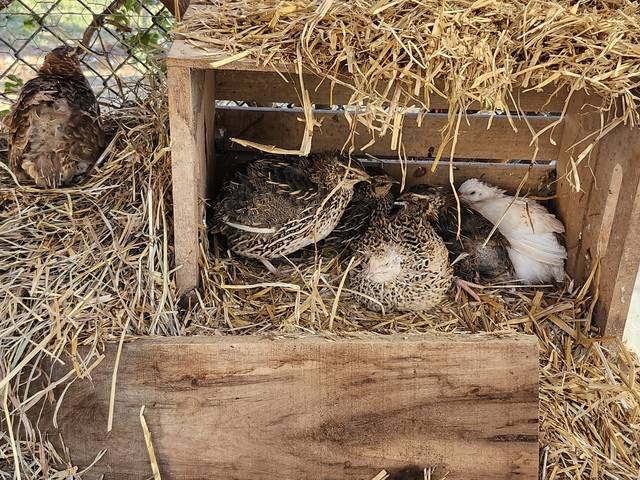 Quail in their nest box