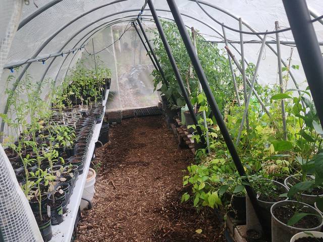 Rows of starts in the greenhouse