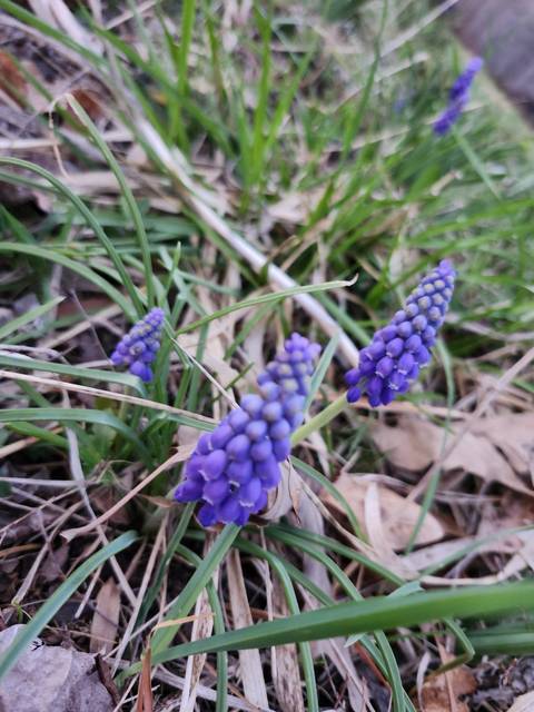 Grape hyacinths