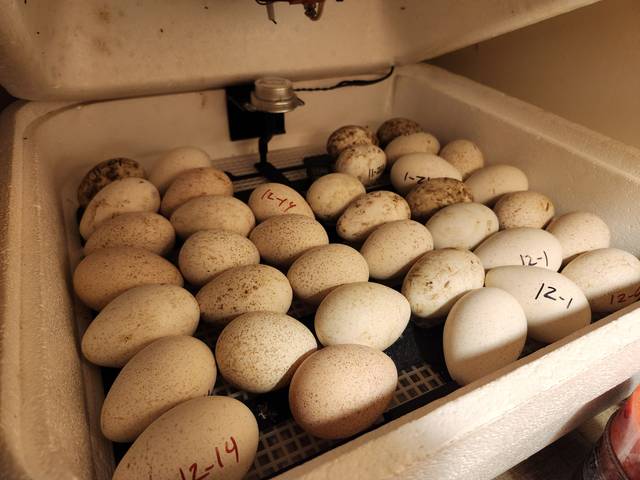 Eggs in the incubator