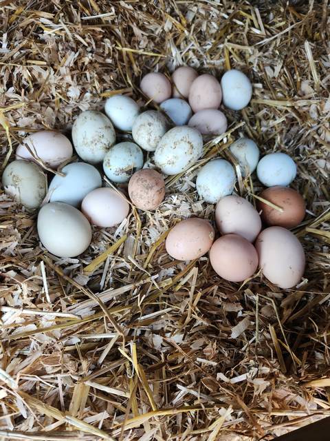Fresh eggs in the nest