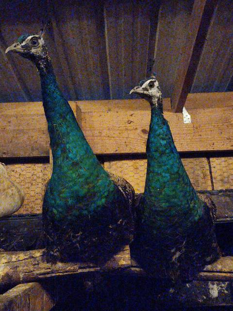 A pair of peacocks