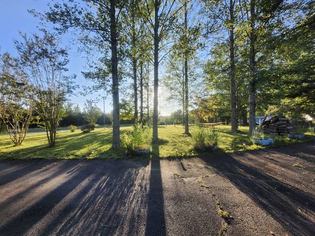 The tree line at golden hour